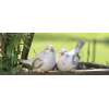 Oiseaux Résine Déco Jardin Ambiance campagne Romantique