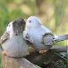 Oiseaux Résine Déco Jardin Ambiance campagne Romantique