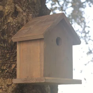 Maison Oiseaux