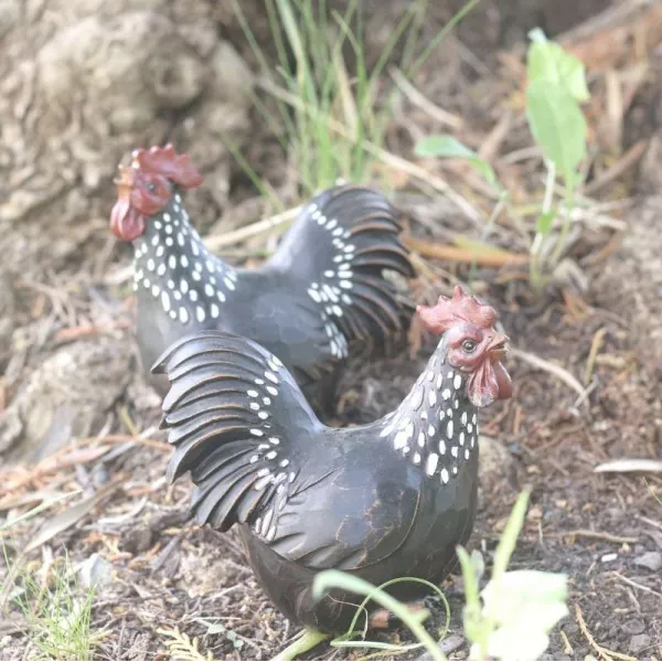 Poule et Coq Résine pour Extérieur