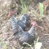 Poule et Coq Résine pour Extérieur