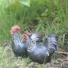 Poule et Coq Résine pour Extérieur