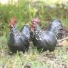 Poule et Coq Résine pour Extérieur