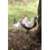 Poule et Coq Résine Déco Jardin