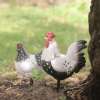 Poule et Coq Résine Déco Jardin