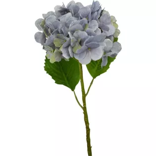 Hortensia d'automne bleu Shabby Chic