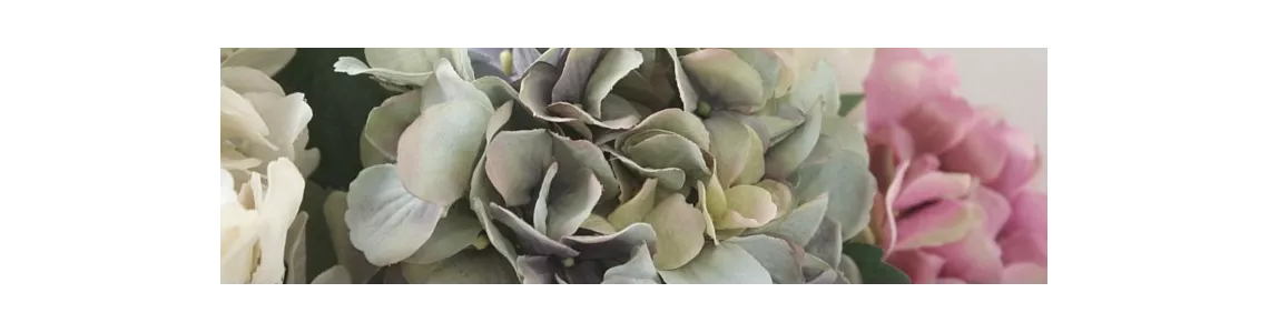 LES HORTENSIAS