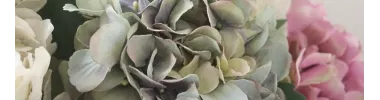 LES HORTENSIAS